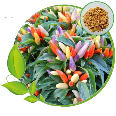 All Season Thai Mix Colour Ornamental Chili Seeds - 10 Pcs image