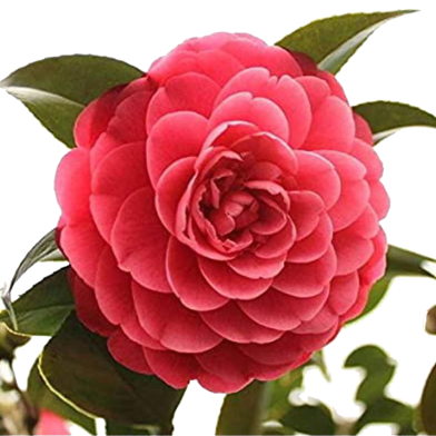 All Season White Camellia Flower Bonsai Seeds - 10 Pcs image