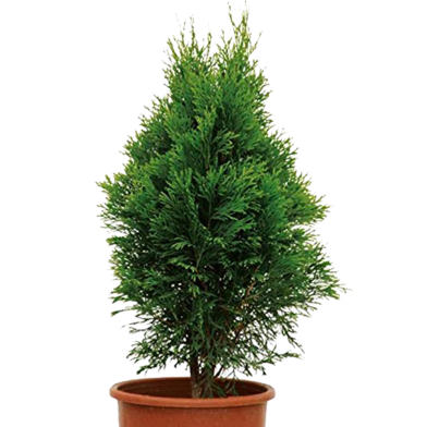 All Season Zhou Tree Seeds - 50 Pcs image