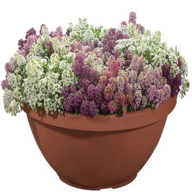 Alyssum Flower Seeds - 10 Pcs image