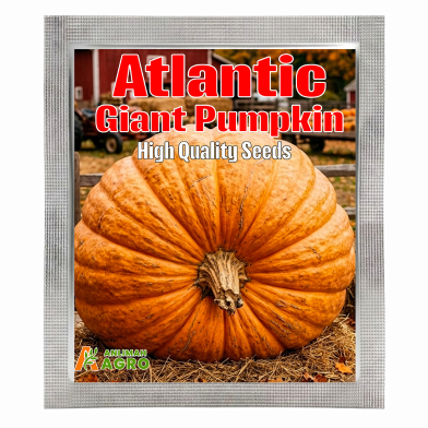 Atlantic Giant Pumpkin Seeds (Intack Pack) 0.25 gm image