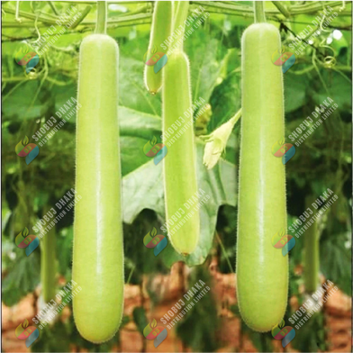 BARI-1 Hajari Lau image