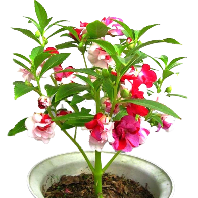 Balsam Flower Seeds - 15 Pcs image