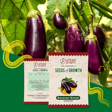 Banarasi Brinjal (Begun Seed) image