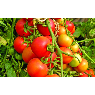 Bari-8 Hybrid Tomato Seeds (5gm) image