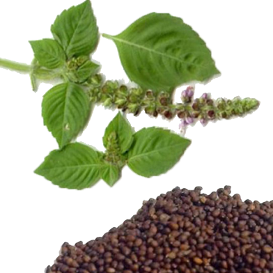 Basil / Tulsi Seeds image