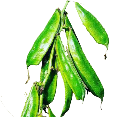 Bean Seeds - 10 Pcs image