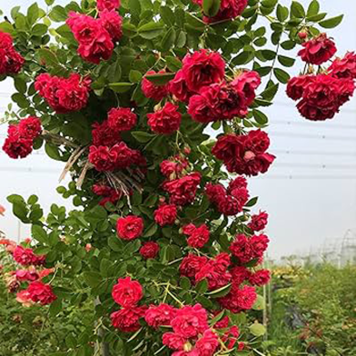 Beautiful Climbing Red Creeper Flower 10 Pcs Seeds image