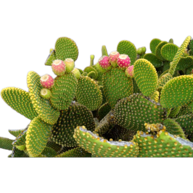 Beautiful Opuntia Microdasys Cactus All Season - 20 Pcs Seeds image