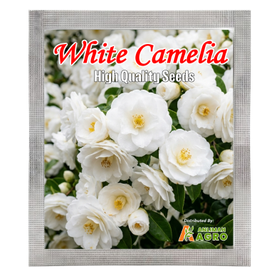 Beautiful White Camellia Flower Bonsai Seeds (Intack Pack) 0.25 gm image