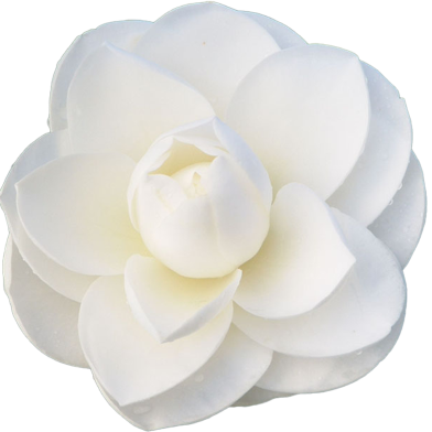 Beautiful White Camellia Flower Bonsai Seeds - 20 Pcs image