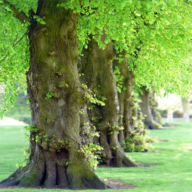 Belgium Tree -10 Pcs Seeds image