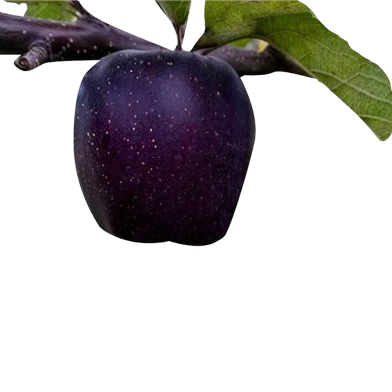 Black Diamond Apple Seeds 10 Pcs image