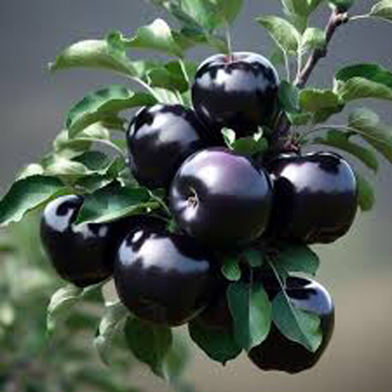 Black Diamond Apple Tree Plants For Home Garden Plants-10 Pcs Seeds image