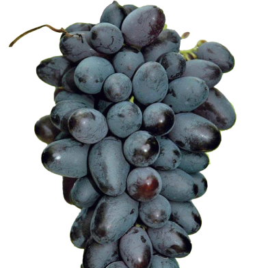 Black Finger Grape Seeds - 20 Pcs image