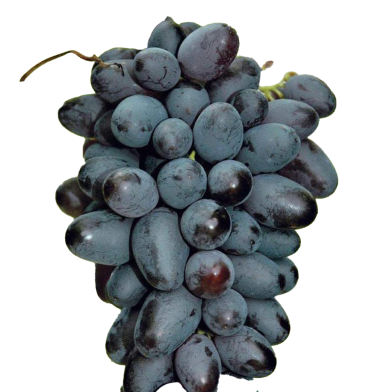 Black Finger Grape Seeds Rare 20 Pcs image