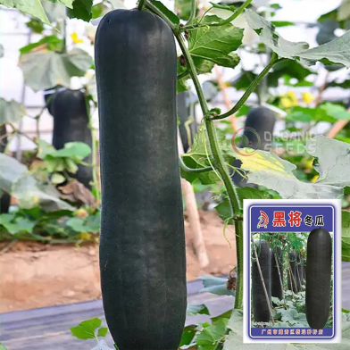 Black General Wax Gourd Seeds, Late Maturing Variety, High Quality Wax Gourd, Thick Pure White Flesh, Wax Intact Pack Gourd Seeds 0.5gm image