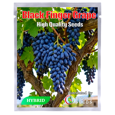 Black Graps Fruit Seeds Intact Pack-0.25 gm image
