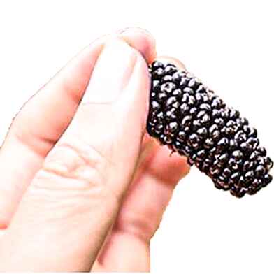 Black Mulberry Seeds - 30 Pcs image