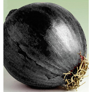 Black Onion Seed image