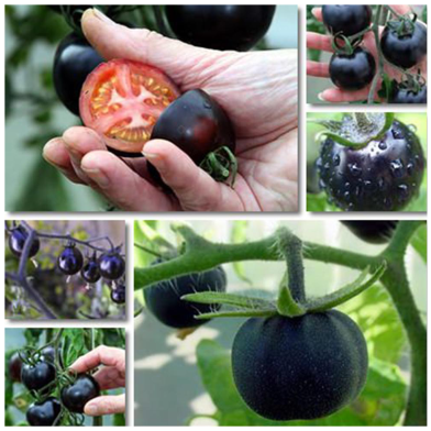 Black Seed Tomato image