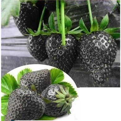 Black Strawberry Seed image
