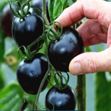 Black Tomato Seed image