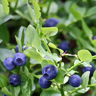 Blue Berry Seed image