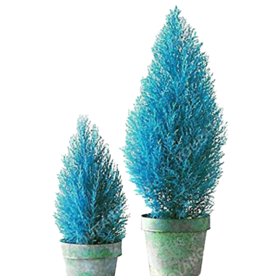 Blue Cypress Tree Seeds - 10 Pcs image