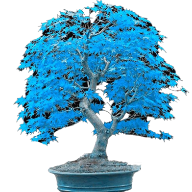 Blue Eucalyptus Bonsai Mini Tree Seeds 10 Pcs image