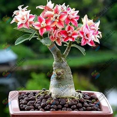 16 Color Double Petal Adenium Bonsai Seeds Slide 3