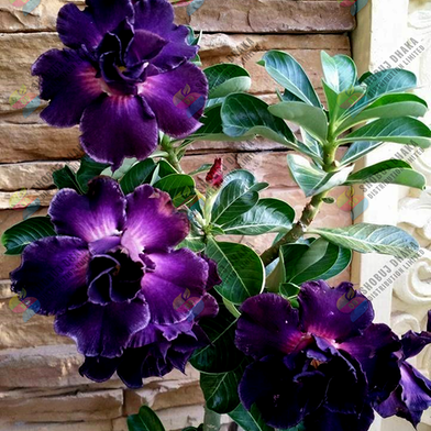 16 Color Double Petal Adenium Bonsai Seeds Slide 4