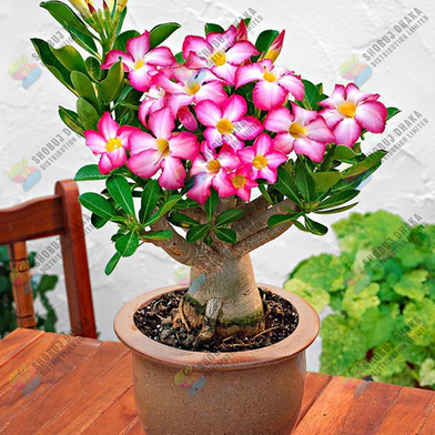 16 Color Double Petal Adenium Bonsai Seeds Slide 2