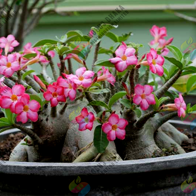 16 Color Double Petal Adenium Bonsai Seeds Slide 5