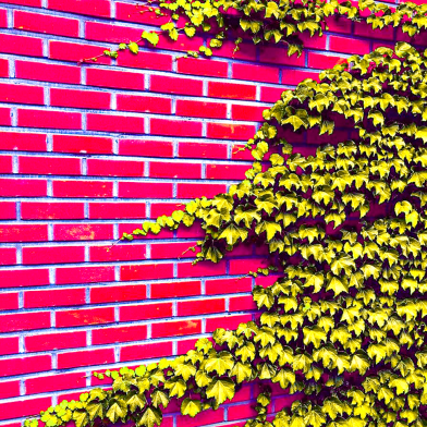 Boston Ivy Climbing Vine Seeds 50 Pcs image