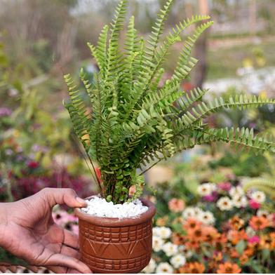 Brikkho Haat Air Purifying Indoor Plants Combo with Tub image