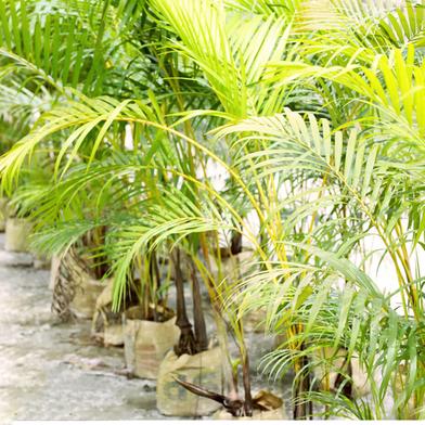 Brikkho Haat Areca Palm (Greater Than 4 Inch) image