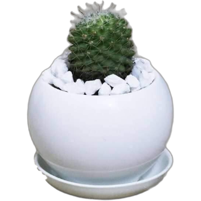 Brikkho Haat Ball cactus Y with 4 Inch B Ceramic image
