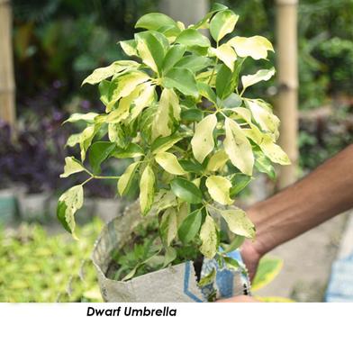 Brikkho Hat Dwarf Umbrella Tree With 8 Inch Plastic Pot image