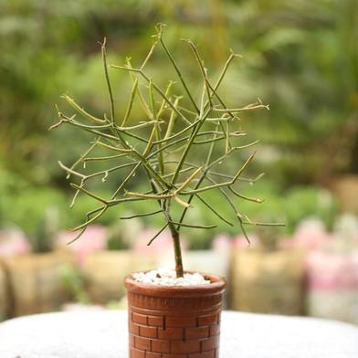 Brikkho Hat Pencil Cactus With 12 Inch Plastic Pot - 173 : Brikkho Haat ...