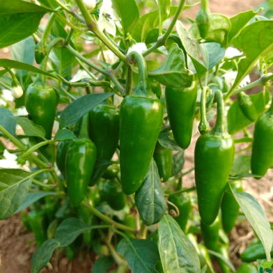 Bullet Longka Indian Hybrid image