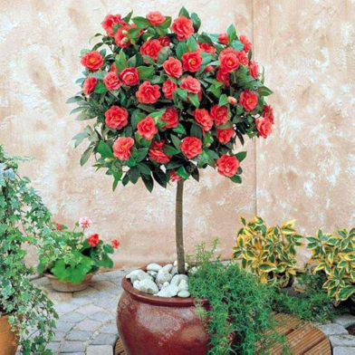 Camellia Bonsai Tree Seeds 100 Pcs image