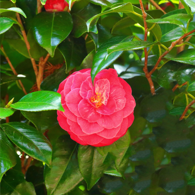 Camellia Seed/ 20 Pcs Global image