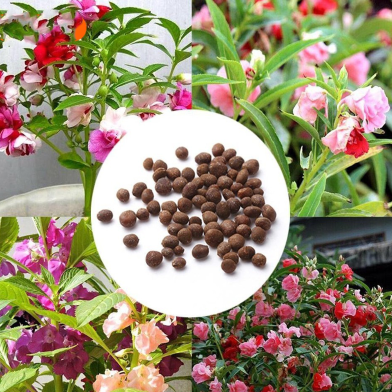 Camellia Seeds - 20 Pcs image
