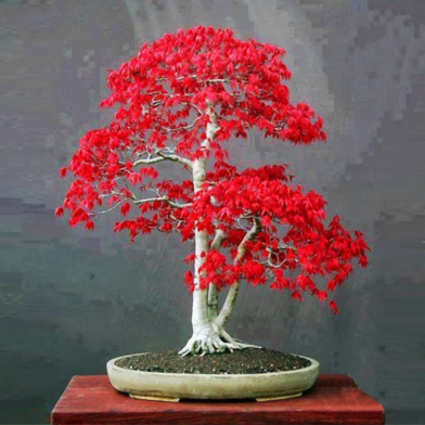 Canada Mini Red Maple Bonsai Garden Diy Tree-20 Pcs Seeds image