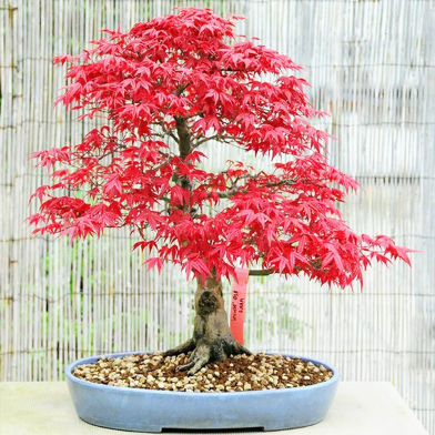 Canada Mini Red Maple Bonsai Garden Seeds - 50 Pcs image