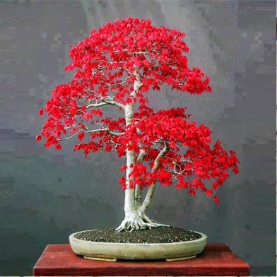 Canada Mini Red Maple Bonsai Tree (Global) - 10 Pcs Seeds image