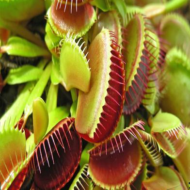 Carnivorous Plants Seed image