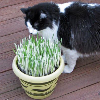 Cat Grass Foliage Plant Bonsai 2000 Pcs Seeds Slide 2