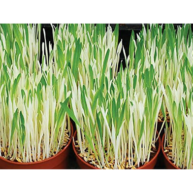 Cat Grass Foliage Plant Bonsai 2000 Pcs Seeds Slide 4